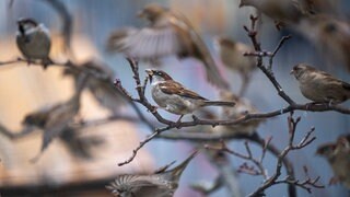 Ergebnis "Stunde der Wintervögel"- weniger Spatzen als vor einem Jahr gezählt.