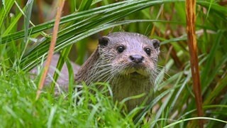 Ein Fischotter schwimmt in einem Bach im Wald: Im Westerwald sind erstmals seit 1988 wieder Fischotter nachgewiesen worden. 