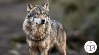 Das ist ein Beispiel·bild. Ein Wolf steht im Wald. Rechts das SWR Logo für Leichte Sprache.