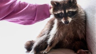 Frau streichelt Waschbären. Waschbären passen sich immer mehr an das Leben mit uns Menschen an. Wird die invasive Art bald zum Haustier?