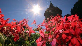 Blühende Sommerblumen und Sonnenstrahlen mit Umriss des Wasserturm in Mannheim.