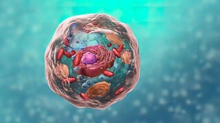 3D Illustration des Inneren einer Zelle: Ob eine Substanz in eine Zelle eindringen kann, darüber entscheiden verschiedene Transportproteine.