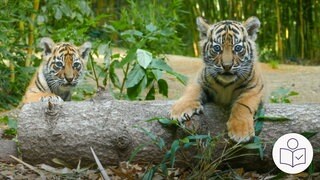 Zwei Tiger·babys auf und neben einem Baum·stamm. Die Tiger sind im Gehege im Zoo in Heidelberg. Rechts das SWR Logo für Leichte Sprache.
