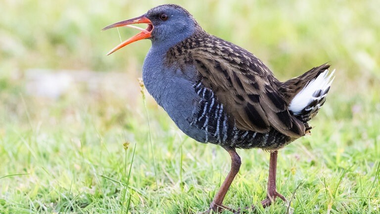 Unter den vielen heimischen Vogelarten gibt es auch Arten, die man nur schwer zu Gesicht bekommt - wie die Wasserralle.