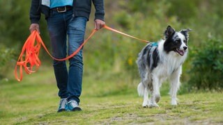 Mann geht mit Hund spazieren