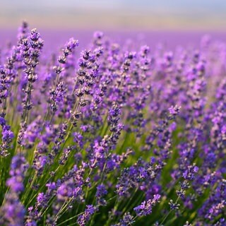 Lavendel