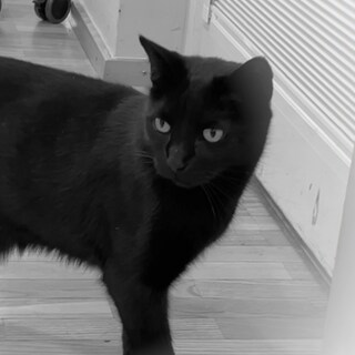 Kater Smokey aus dem Altenheim St. Ulrich in Stuttgart ist plötzlich verstorben.