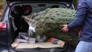 Ein Mann legt einen gekauften Weihnachtsbaum, der in einem Netz steckt, in den Kofferraum seines Autos.