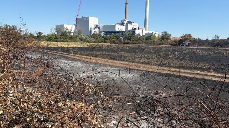 Brand auf Friesenheimer Insel: Ein Teil des Feldes und der Bäume ist schwarz und verkohlt, direkt dahinter sind die Bäume noch grün und das Gras unverbrannt.