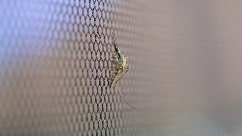  Insektenschutzgitter an Fenstern und Türen halten Mücken zuverlässig aus Schlaf- und Wohnräumen fern.
