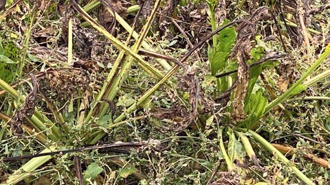 Herabhängende, faulige Blätter auf einem Zuckerrüben-Feld: Das Resultat von Bakterien und Pilzen, die sich durch die Schilf-Glasflügelzikade ausbreiten