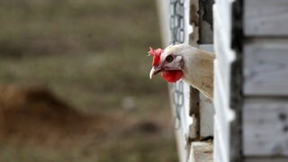 Ein Huhn schaut aus seinem Stall.