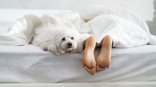 Haustier schlafen mit Mensch im Bett
