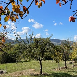 Obstbäume auf einer Streuobstwiese in Weilheim an der Teck (Kreis Esslingen). 