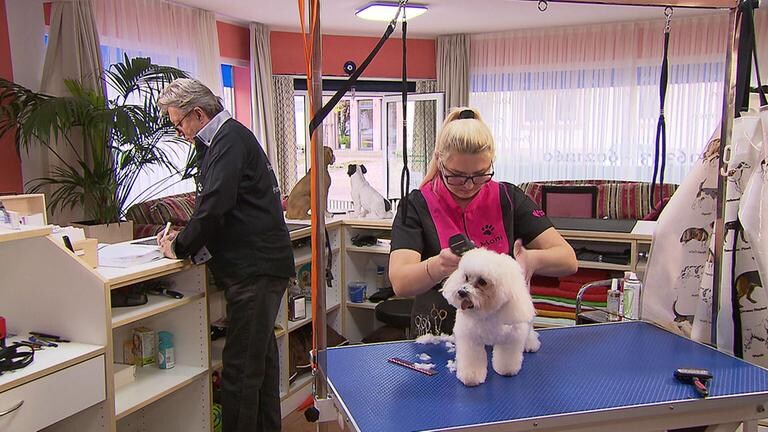 beim Hundefriseur