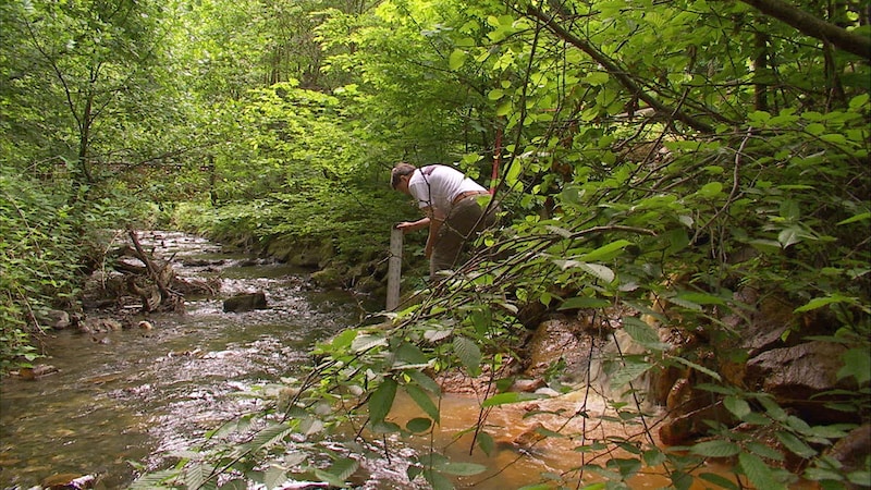 Der Kautenbach in Bad Wildstein