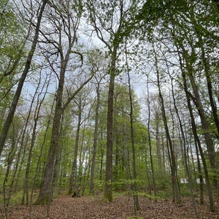 Naturnaher Wald bei Streithausen im Westerwald.