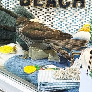 Ein verirrter Sperber wartet in einem Schaufenster auf seine Freilassung aus einem Mainzer Geschäft.