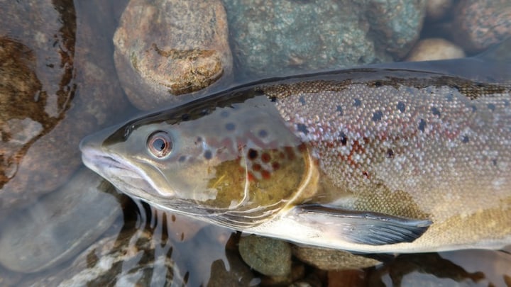 Ein Atlantischer Lachs in einem Gewässer (Symbolbild).