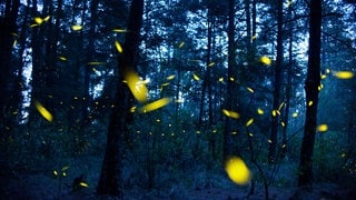 Symbolbild: Glühwürmchen senden Leuchtsignale in einem Wald