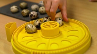 Eine Hand legt ein Wachtelei in ein Gerät mit dem man Eier ausbrütet.