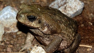Eine Aga Kröte mit dunklen Augen. Die große Kröte sieht harmlos aus, trägt aber giftiges Sekret in sich.