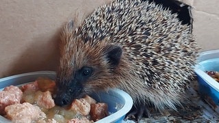 Ein Igel frisst Katzenfutter aus einer Schale in einem Garten. Der NABU BW ruft zur Igelzählung auf.