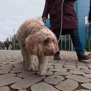 Hund an der Leine