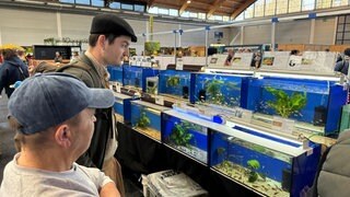 Besucher schauen auf Aquarien auf der Messe "Aqua-Fisch" in Friedrichshafen