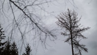 Abgestorbener Baum ohne Nadeln - der Klimawandel bedroht Baumarten wie Kiefer und Eiche in RLP.