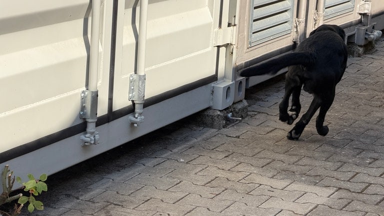 Der schwarze Labrador Retriever Sky läuft für die Suche nach Sprengstoff schnell an Container vorbei.