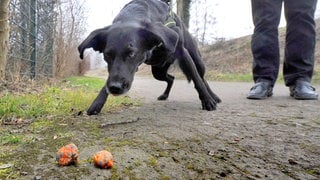 Wurden in Kaiserslautern Giftköder ausgelegt? (Symbolbild)