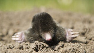 Ein Maulwurf schaut aus dem Boden: Ein Bild, das die Herzen von Tierfreunden höher schlagen lässt. In Wald (Kreis Sigmaringen) aber sorgt solch ein Tier für große Probleme, denn es hat einen Friedhof mit Maulwurfshügeln übersäht.