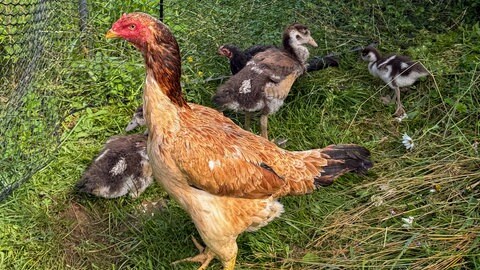 Schützend stellt sich die Kampfhuhn-Mama vor ihre neue Familie.