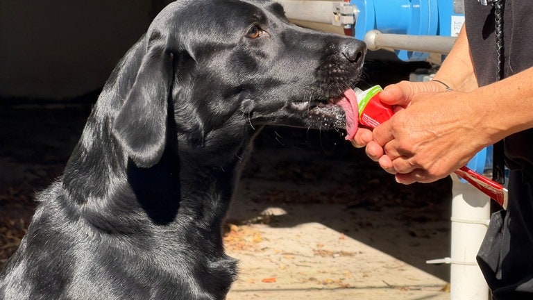 Sprengstoffspürhund Sky wird mit Paste aus einer Tube gefüttert.