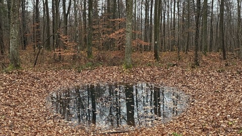 Auch Versickerungsgruben sind laut Forschungsanstalt eine gute Maßnahme, das Wasser im Wald zu halten.