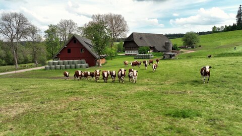 Rinder grasen auf einer Weide im Schwarzwald