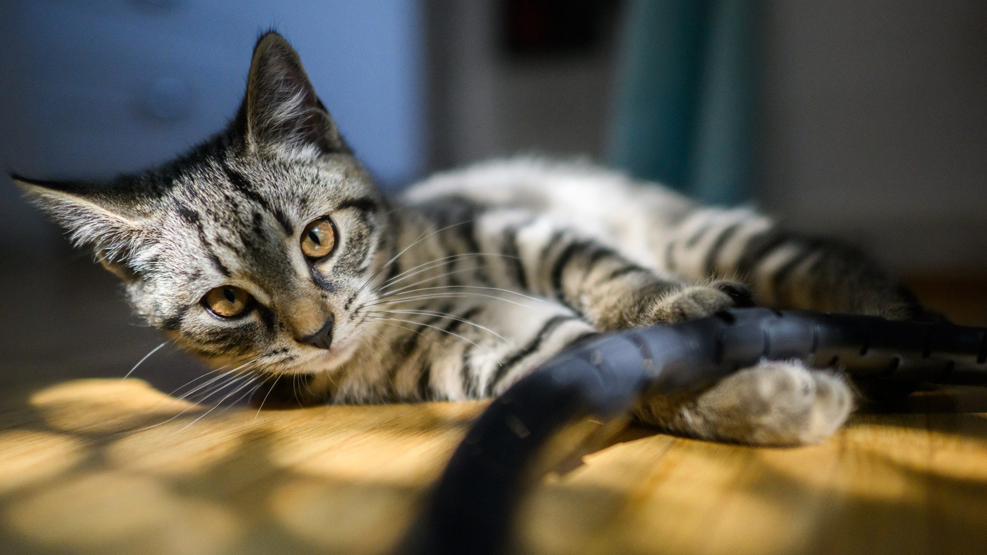 Tierheim warnt: Was ist eine "Kippfensterkatze"?