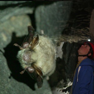 Naturschützer besuchen Fledermaushöhle