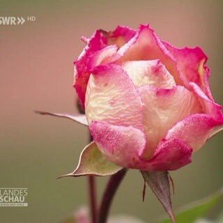 Frühjahrsschnitt für Rosen
