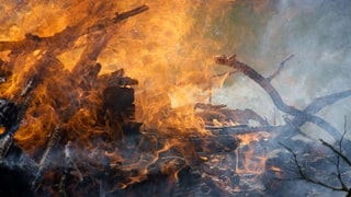 Flammen eines Waldbrands