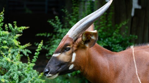 Ein ausgewachsenes Bongo steht in der Wilhelma.