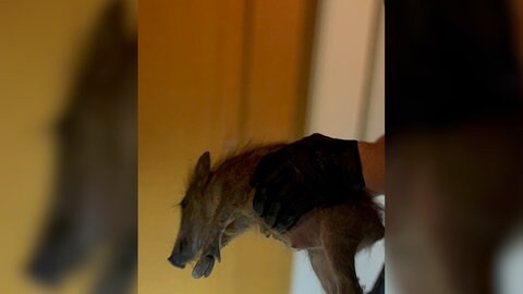 Ein Polizist hält ein Wildschein in den Händen. Die Polizei in Neustadt ist in der Nacht auf Donnerstag wegen eines vermeintlichen Einbrechers ausgerückt, der sich am Ende als ein verirrtes, junges Wildschwein entpuppt hat.