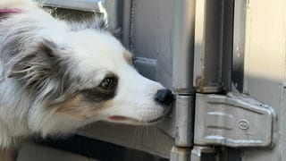 Der Sprengstoffspürhund Yuma schnüffelt beim Training am Fraunhofer-Institut in Pfinztal (Landkreis Karlsruhe) an Schanier eines Container.
