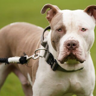 pit bull
