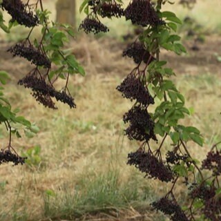 Holunderbeeren am Strauch