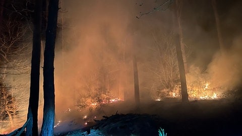 Ein Waldbrand im Wald bei Bad Bergzabern.