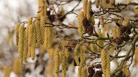 Haselnuss - Pollen können für Heuschnupfen sorgen - Medikamente