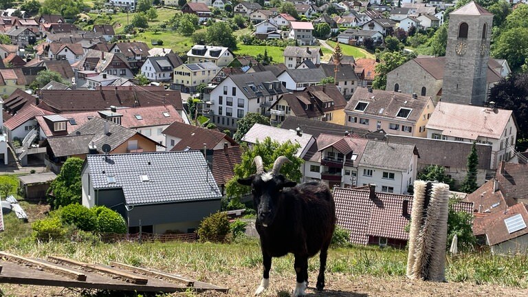 Im Baden-Badener Rebland verwildern immer mehr Rebflächen