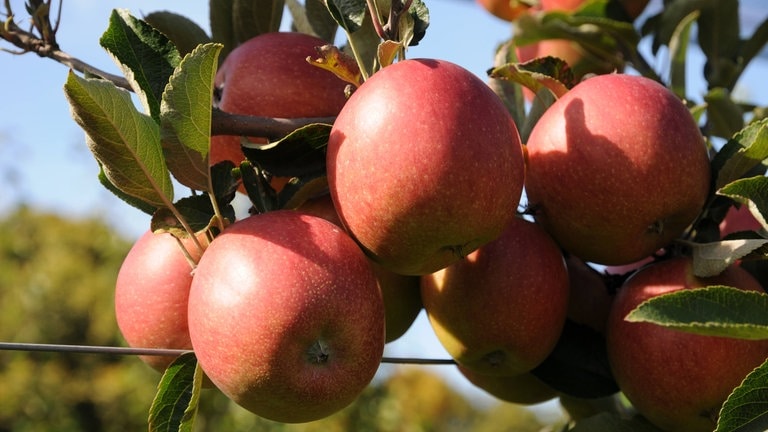 Äpfel der Sorte Baeburn am Baum